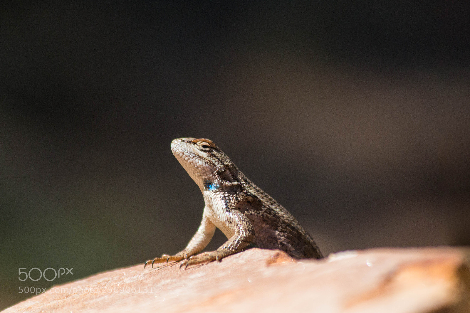 Canon EOS 70D sample photo. Zen lizard photography