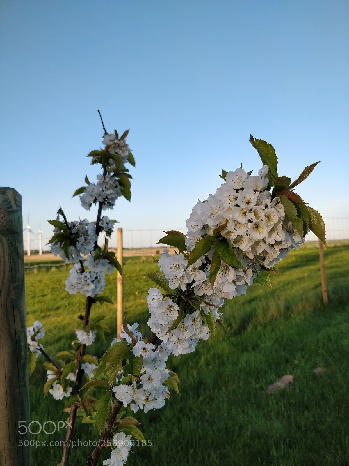 OnePlus 5T sample photo. Blooming cherry photography