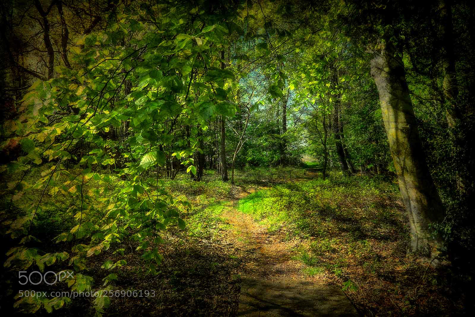 Fujifilm X-T1 sample photo. The path in the photography