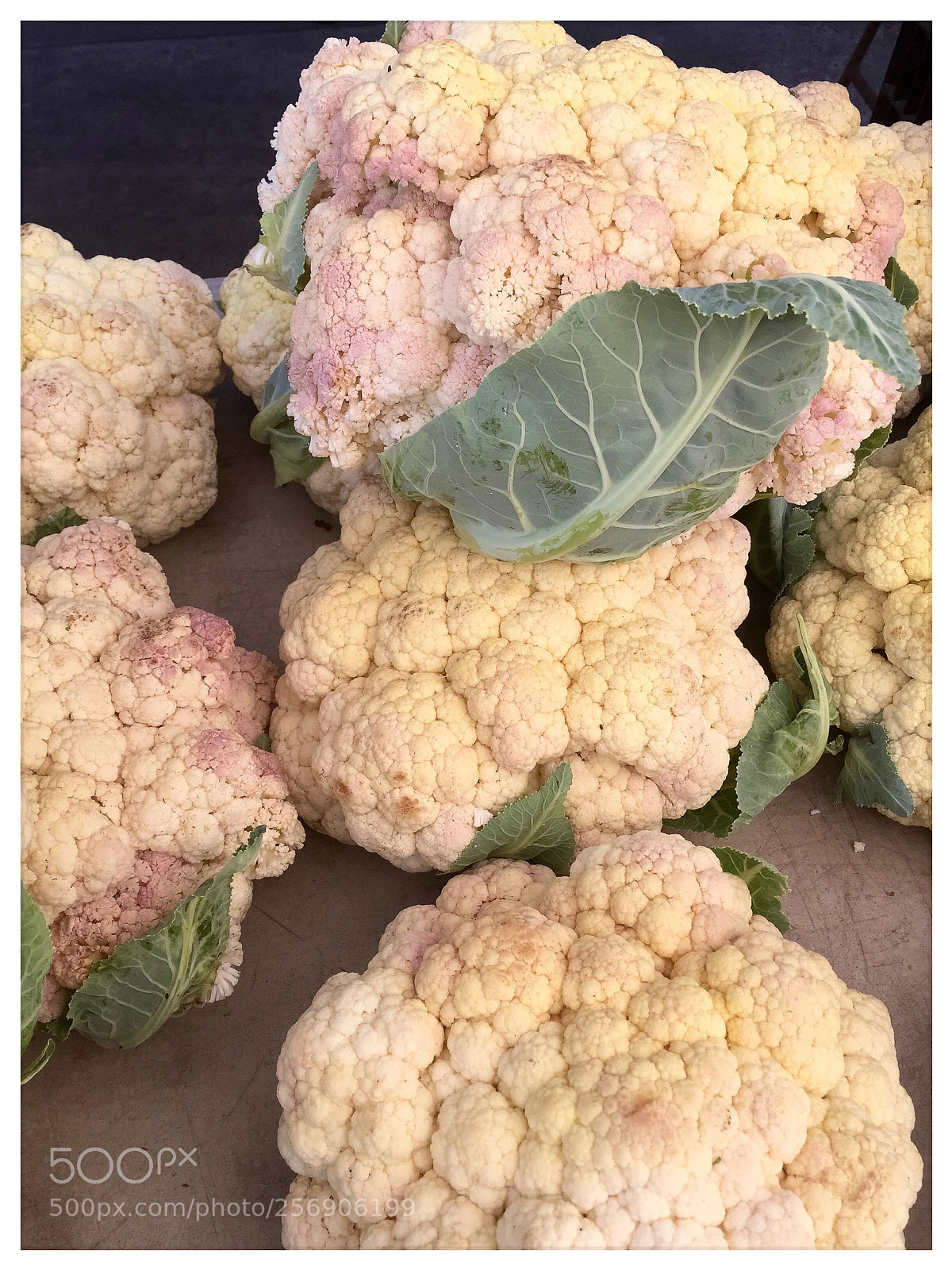 Apple iPhone 6 Plus sample photo. A cauliflower still life photography