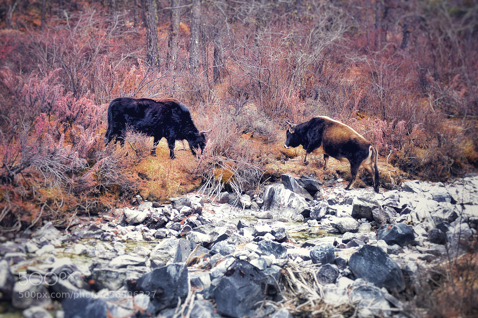 Nikon D810 sample photo. Bull photography