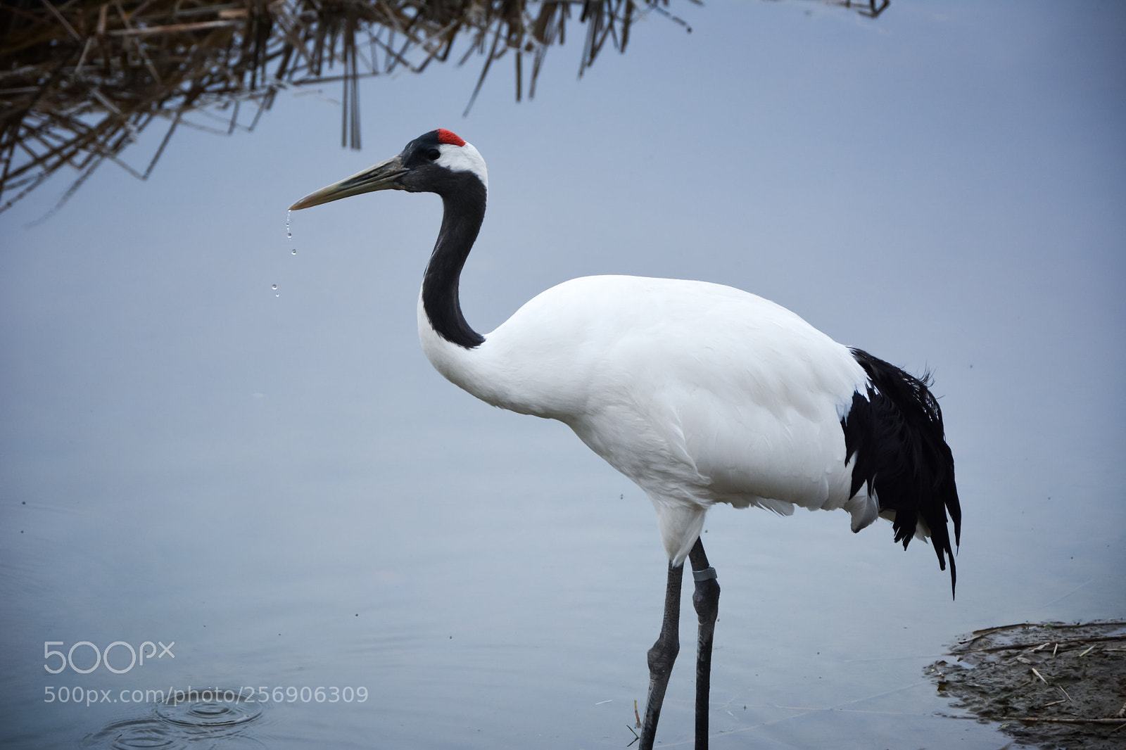 Nikon D7100 sample photo. Red-crowned crane photography