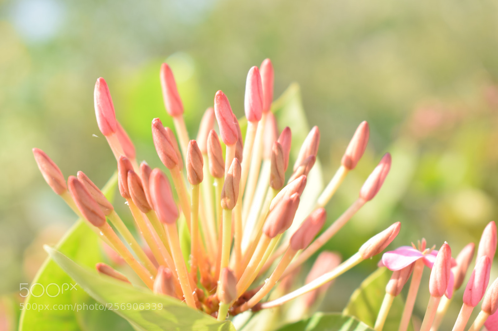 Nikon D3300 sample photo. Untitled photography