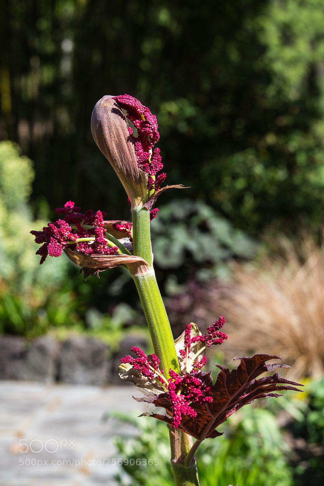 Canon EOS 6D sample photo. You rang? photography