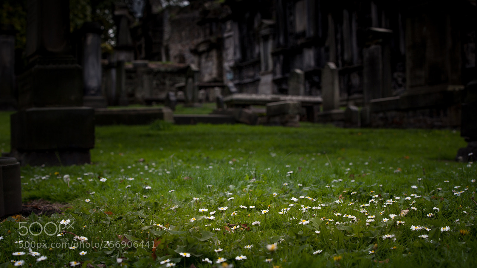Canon EOS 5D Mark II sample photo. Pushing up daisies photography