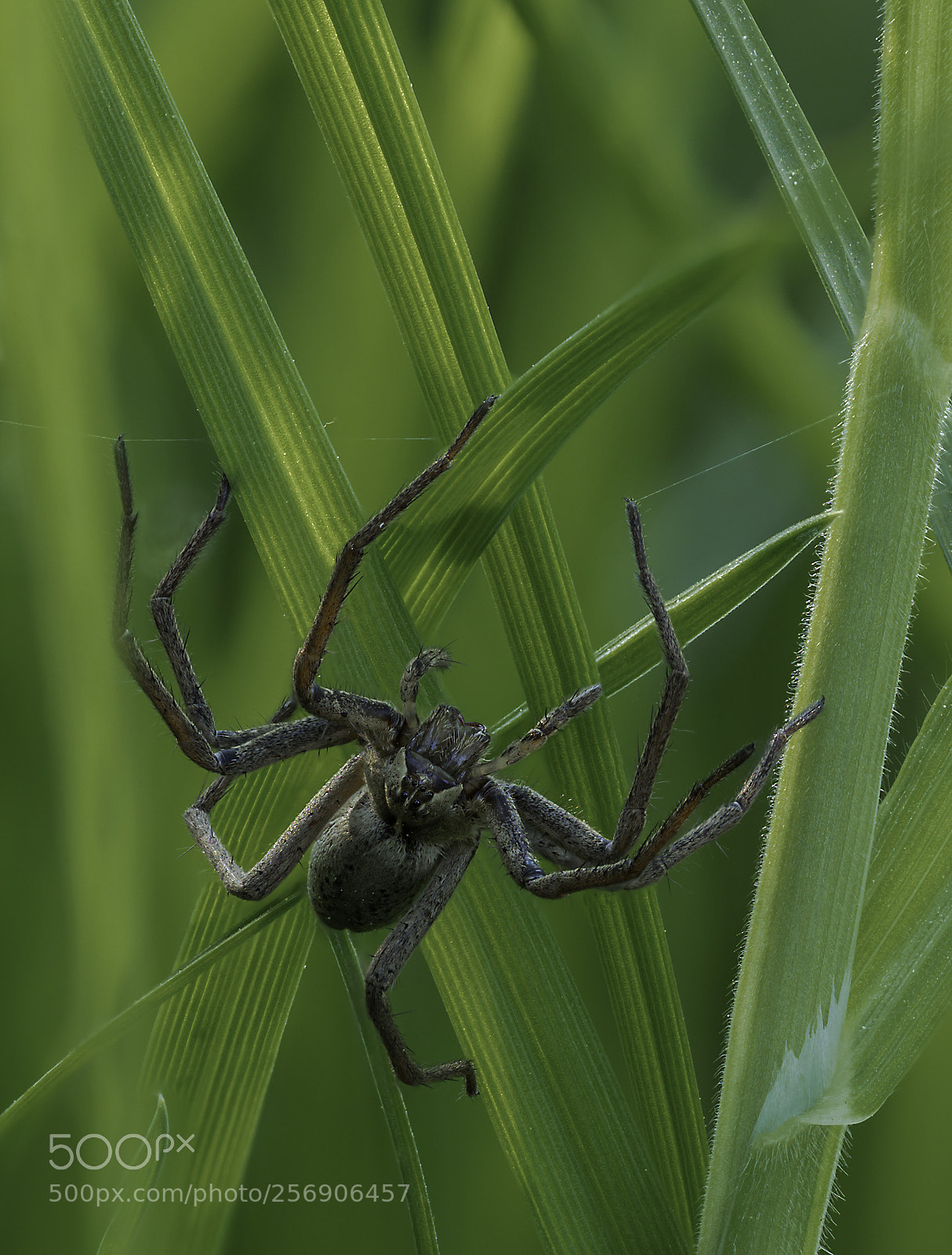 Olympus OM-D E-M1 Mark II sample photo. Spider photography