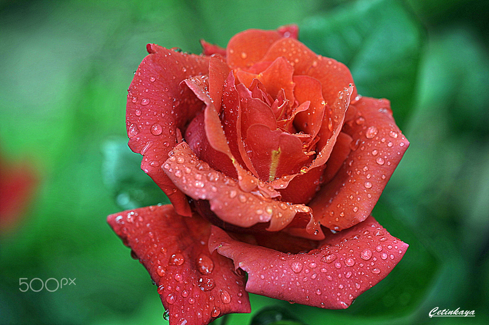 Nikon D700 + Sigma 150mm F2.8 EX DG Macro HSM sample photo. Rose & rain photography