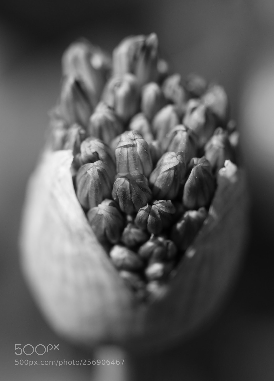 Olympus OM-D E-M5 II sample photo. Emerging allium flower photography