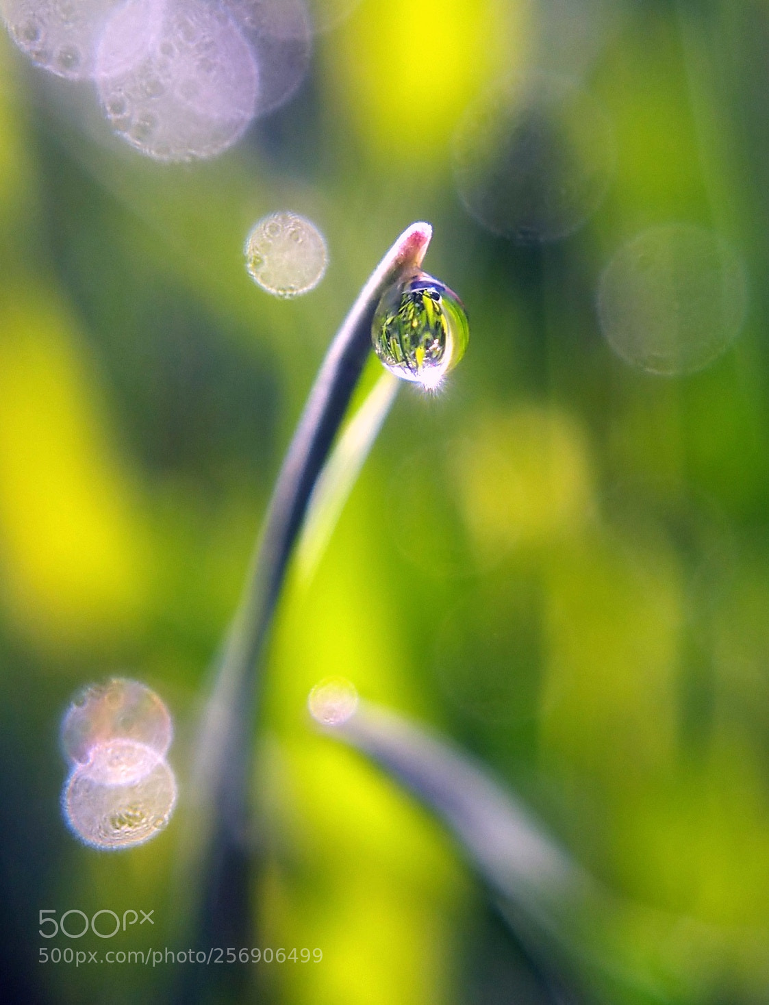 Samsung Galaxy Note4 sample photo. Dew drop grass photography