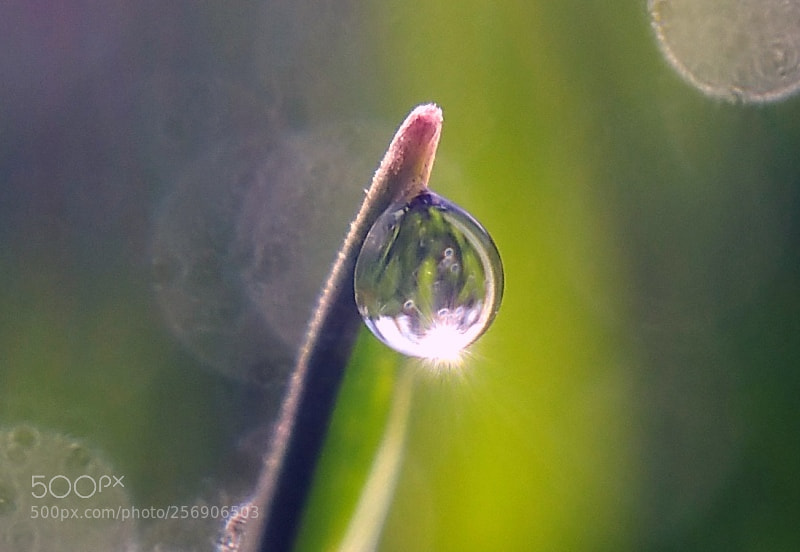 Samsung Galaxy Note4 sample photo. Dew drop grass (close) photography