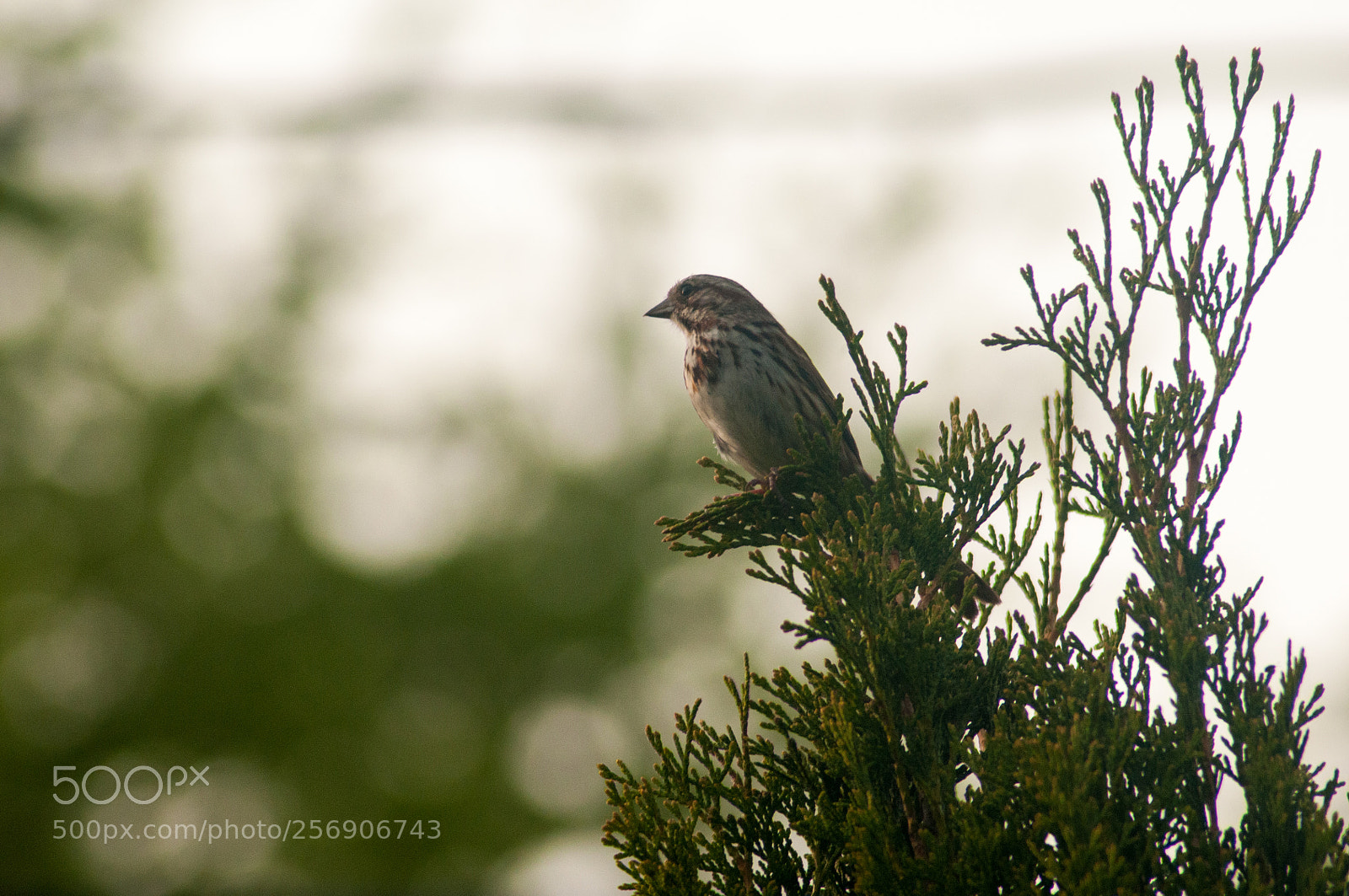 Nikon D300 sample photo. A song sparrow photography