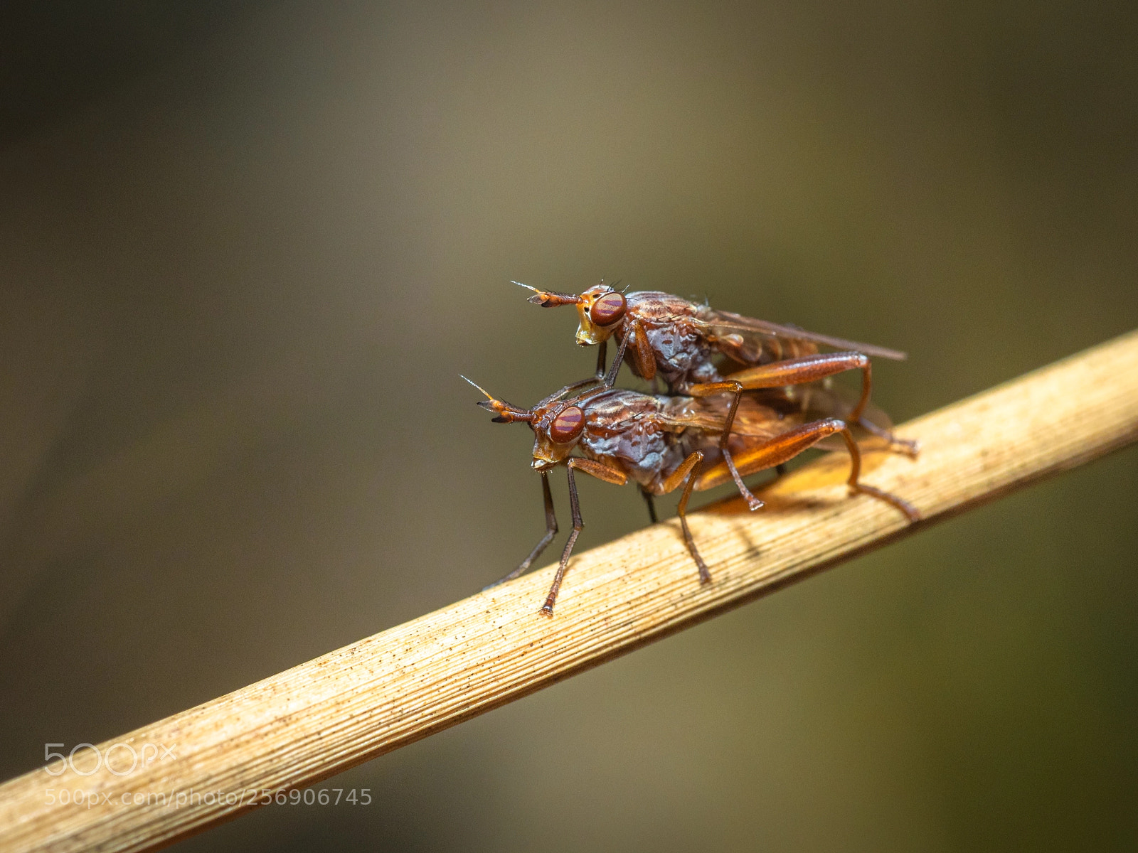 Olympus OM-D E-M1 sample photo. Insect-sy time photography