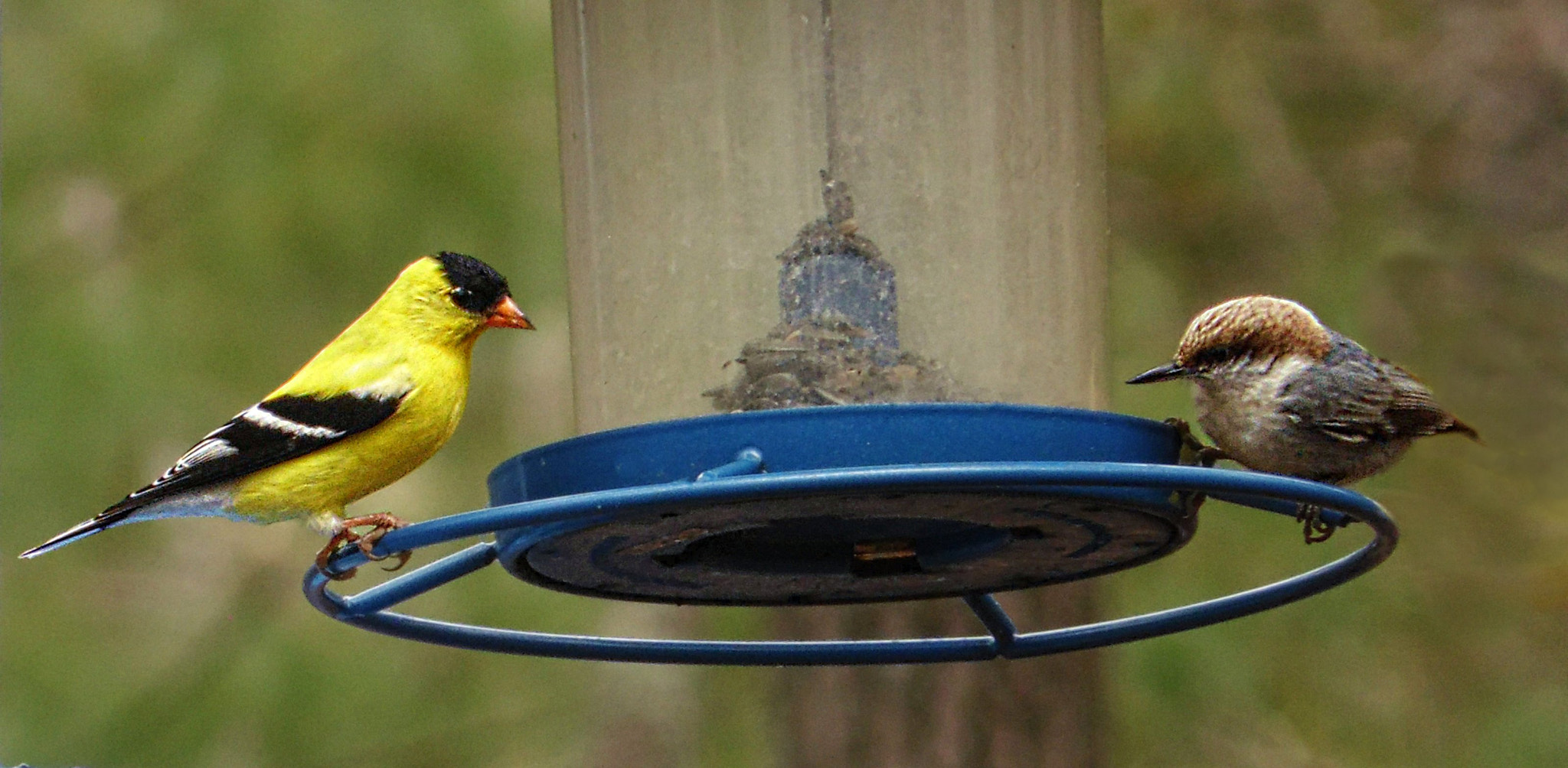 Samsung WB100/  WB101 sample photo. Goldfinch and brown-headed nuthatch photography