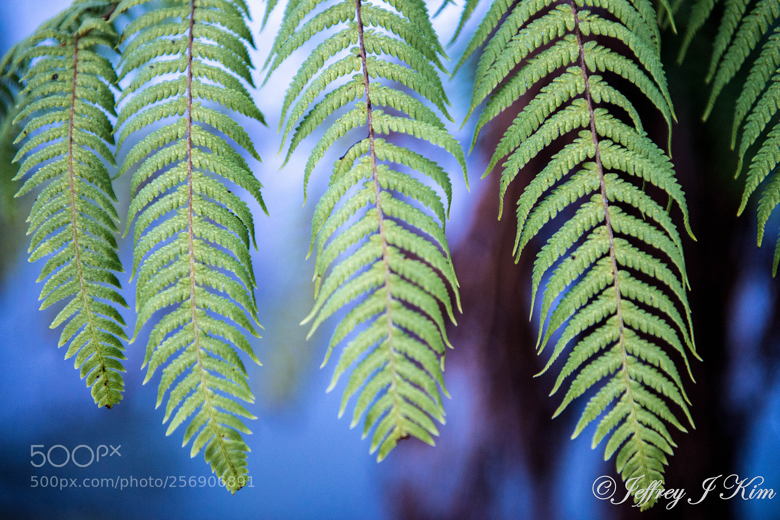 Nikon D800E sample photo. Wheki fern photography