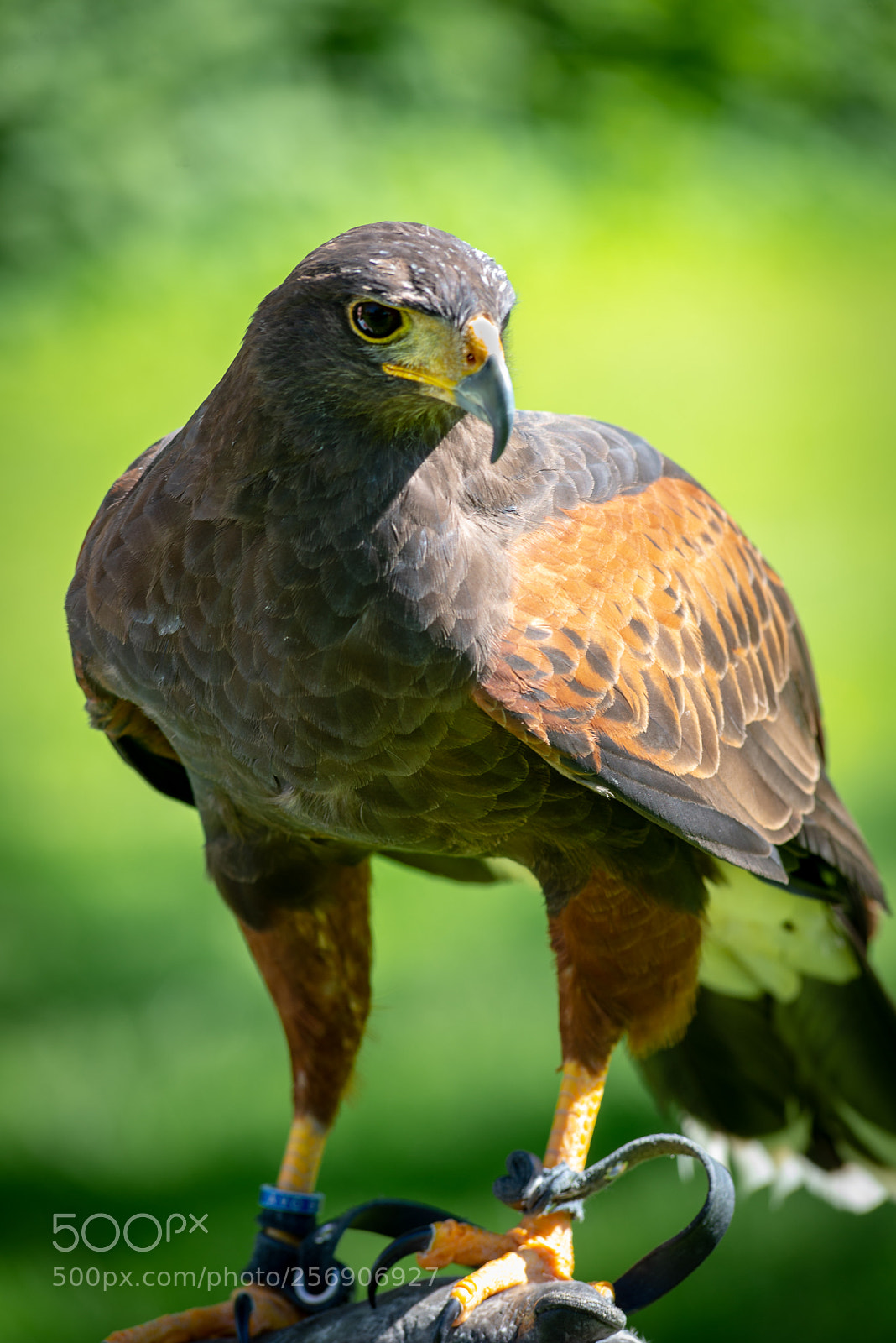 Nikon D610 sample photo. Harris's hawk photography