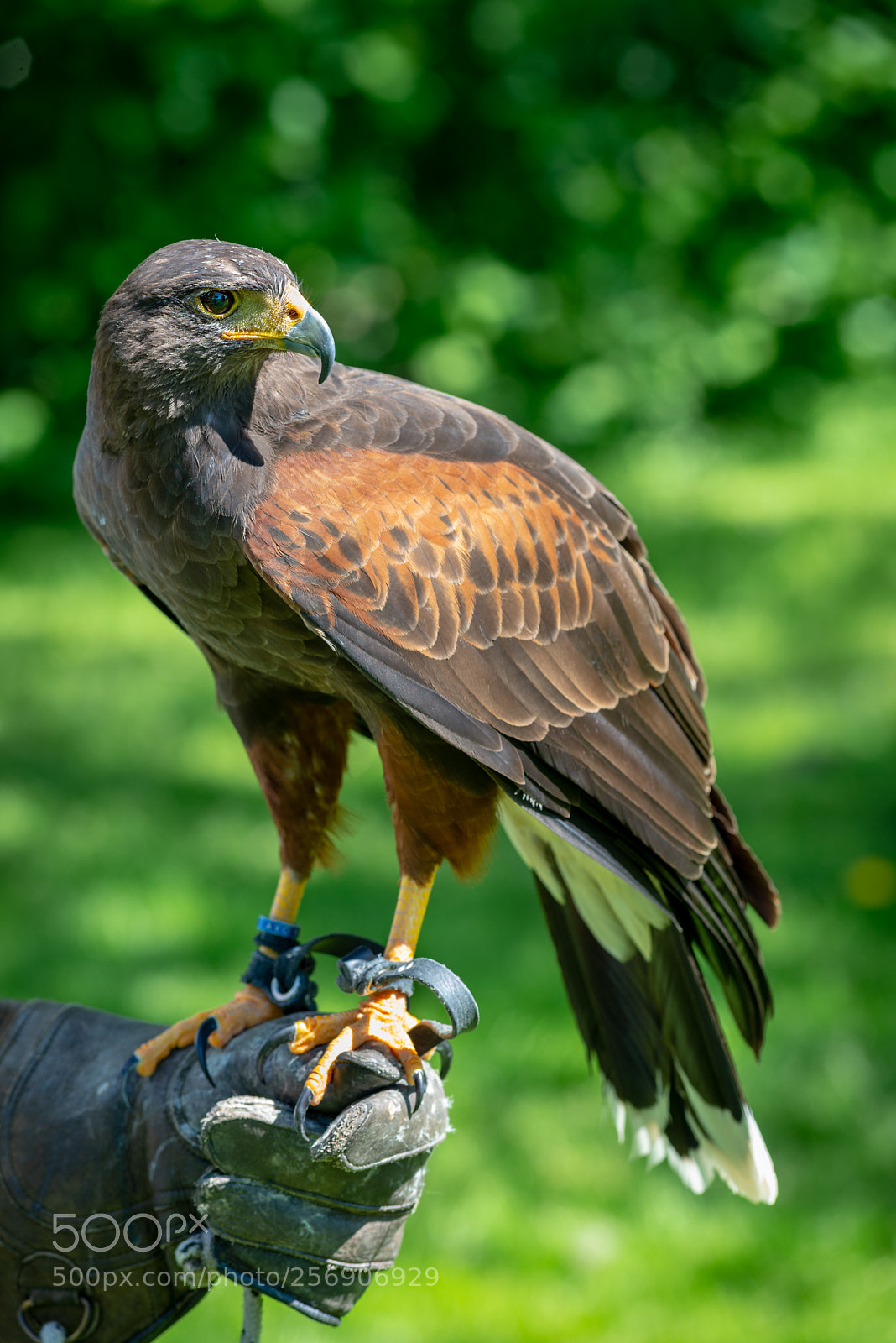 Nikon D610 sample photo. Harris's hawk photography