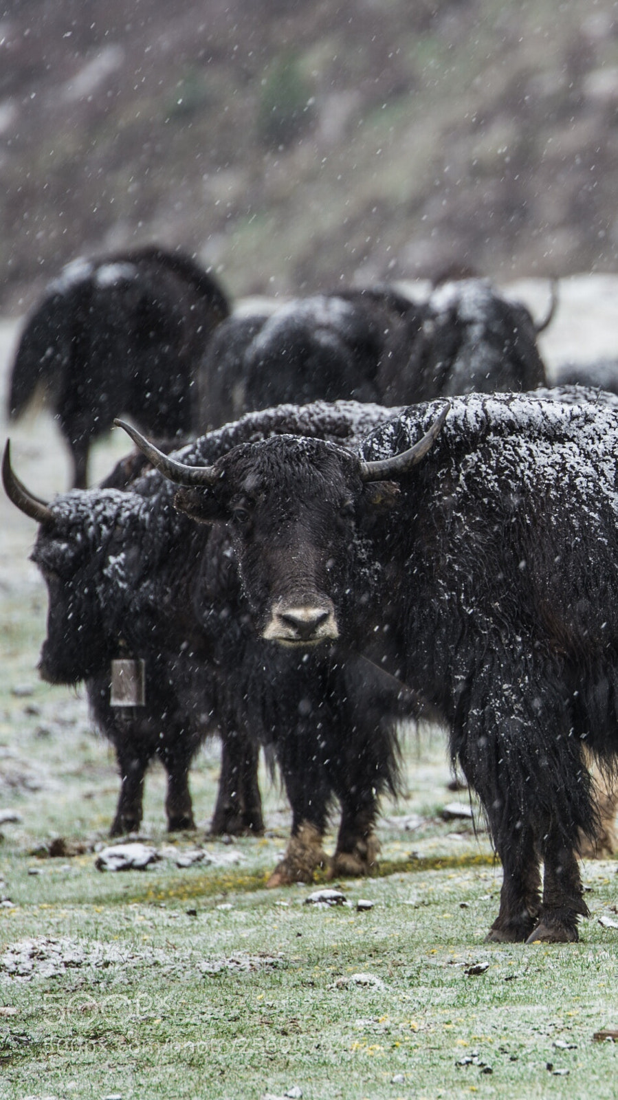 Nikon D610 sample photo. Yak in snow photography
