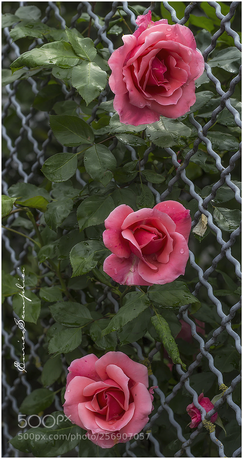 Canon EOS 100D (EOS Rebel SL1 / EOS Kiss X7) sample photo. Tre rose rosa photography