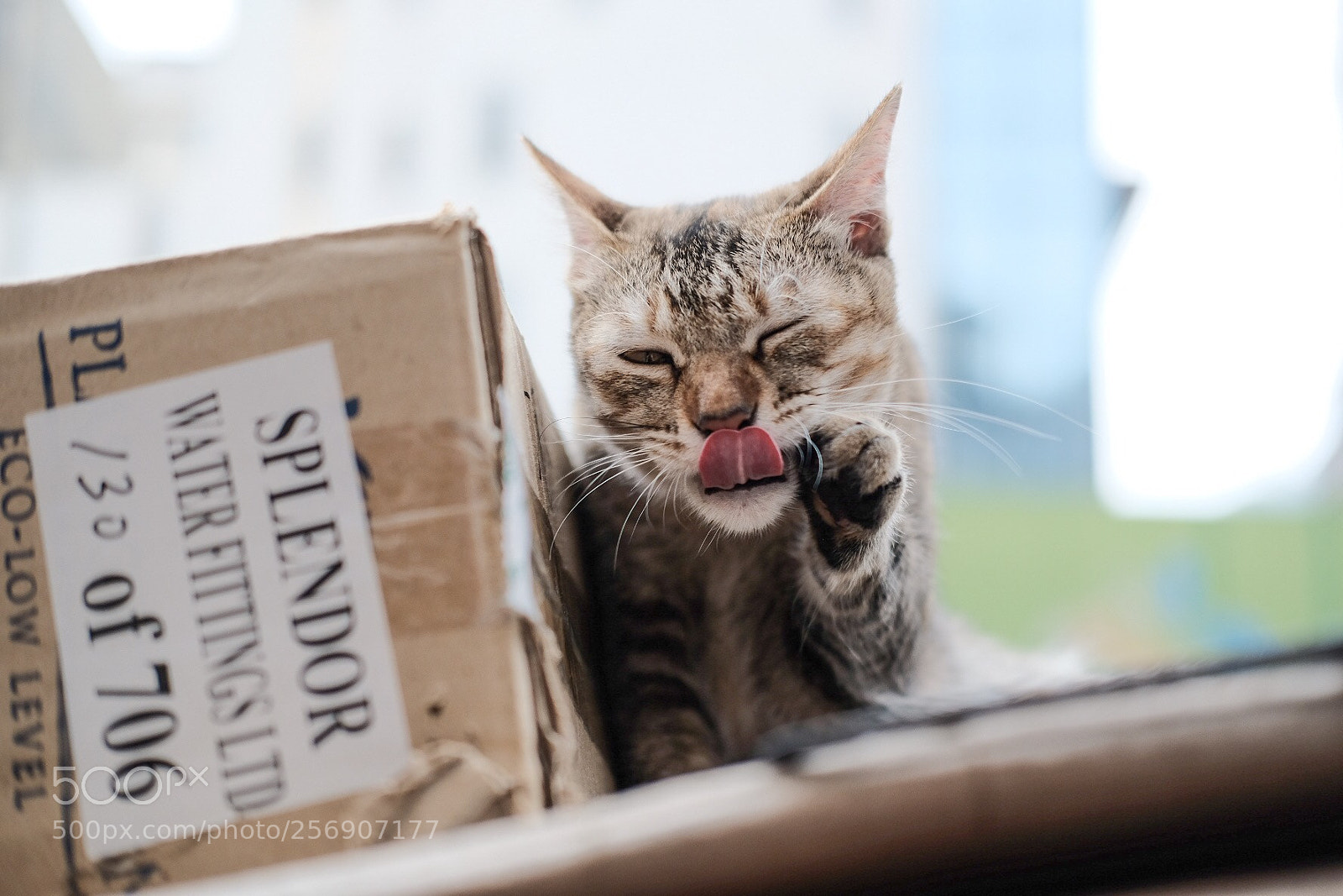 Fujifilm X-T20 sample photo. Sticking her tongue out photography