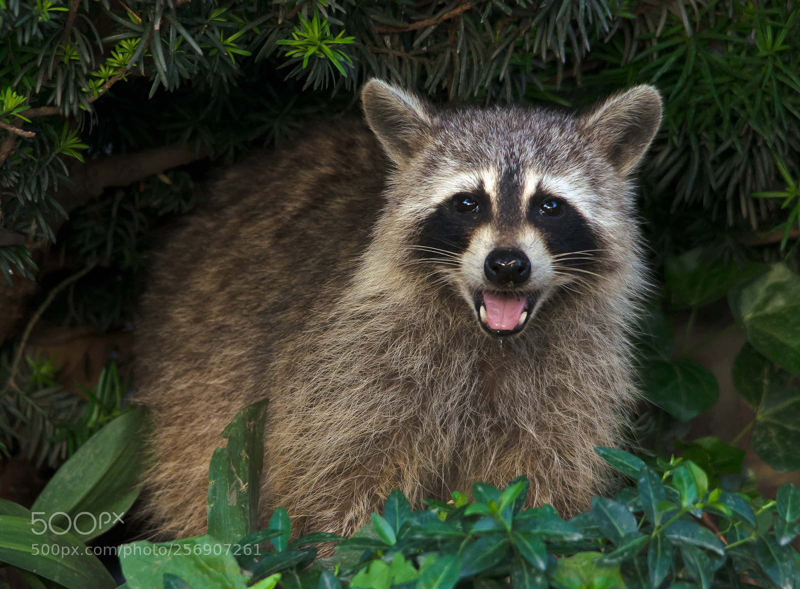 Nikon D7000 sample photo. Raccoon joy photography