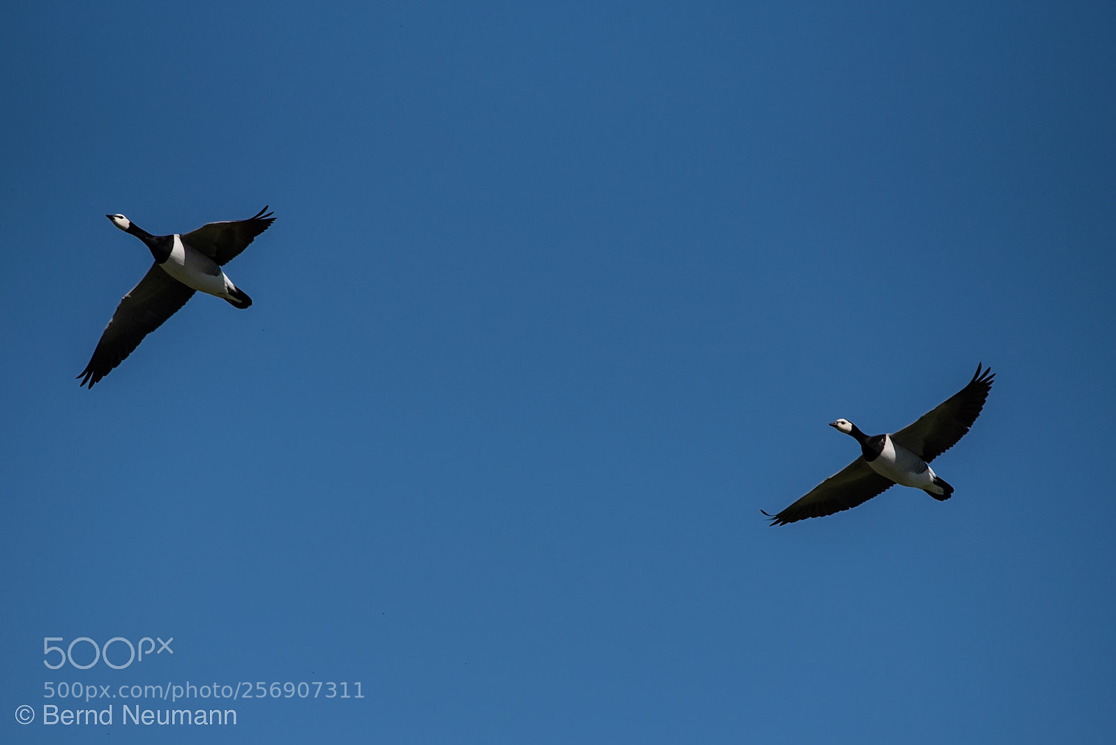 Nikon D750 sample photo. Up up and away photography