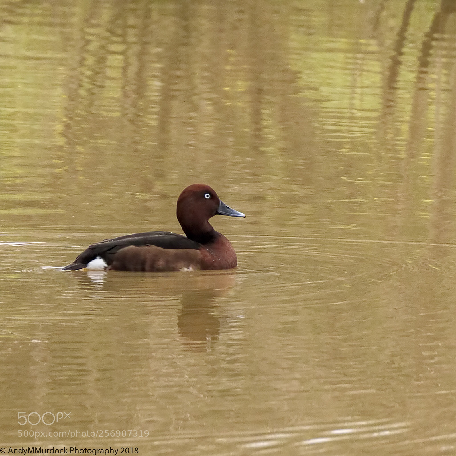 Canon EOS 7D sample photo. Ferruginous duck photography
