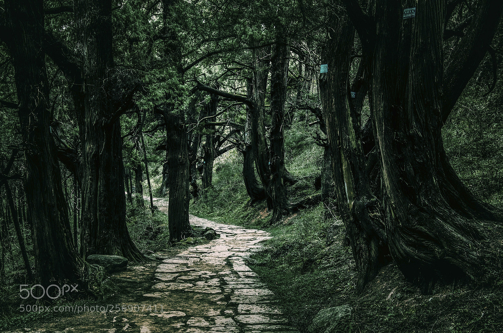 Nikon D5100 sample photo. Sichuan province china photography