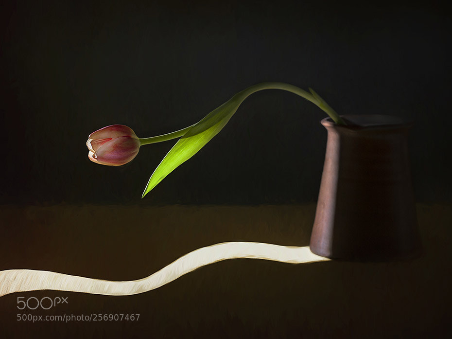 Canon EOS 5D Mark II sample photo. Tulip photography