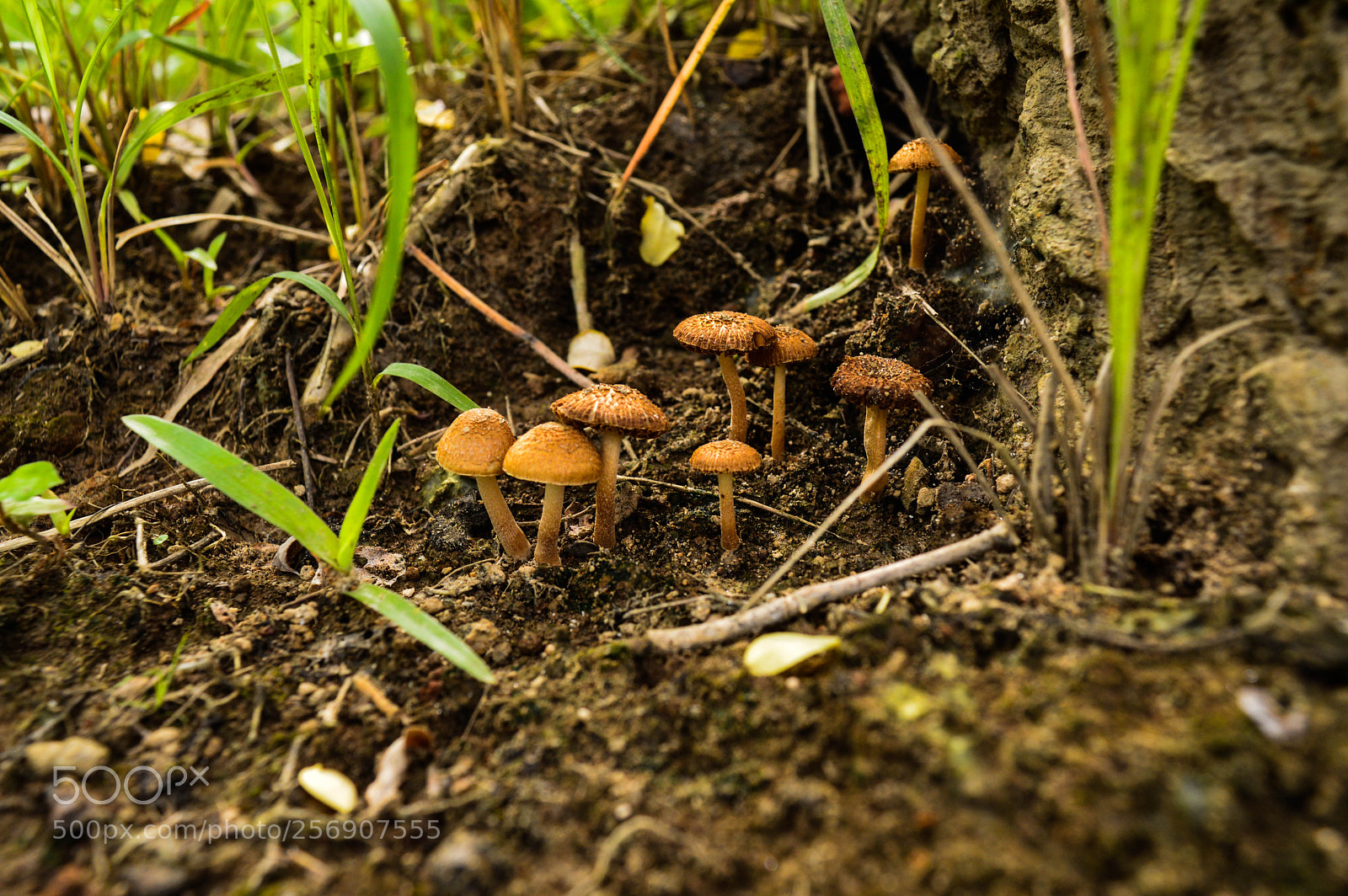 Nikon D3200 sample photo. We grow together! photography