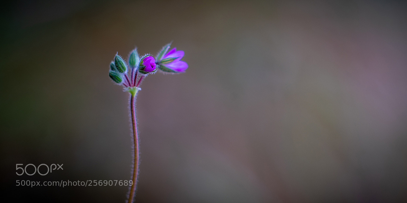 Sony a7R II sample photo. Wildflower at vasquez rocks photography