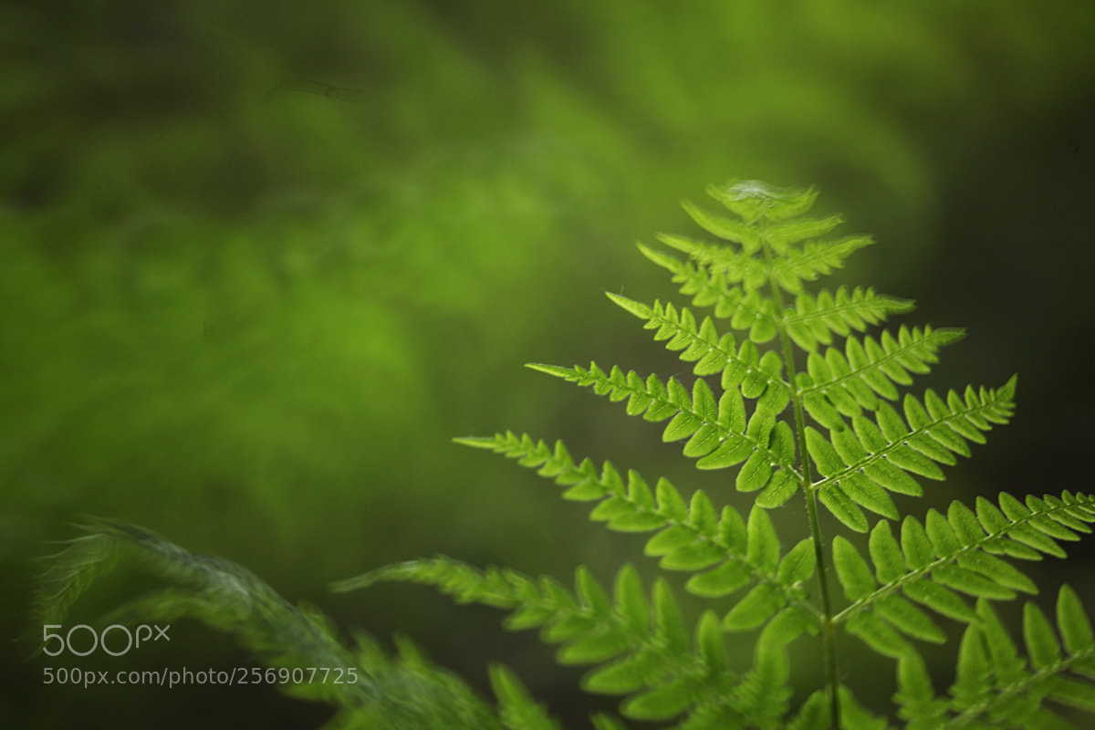 Canon EOS 5D Mark II sample photo. Springtime photography