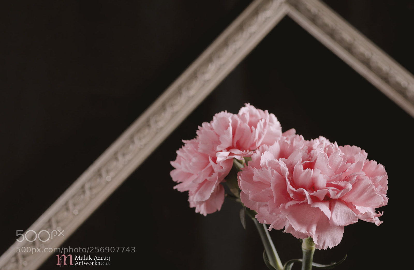 Nikon D7000 sample photo. Pink carnation flower photography