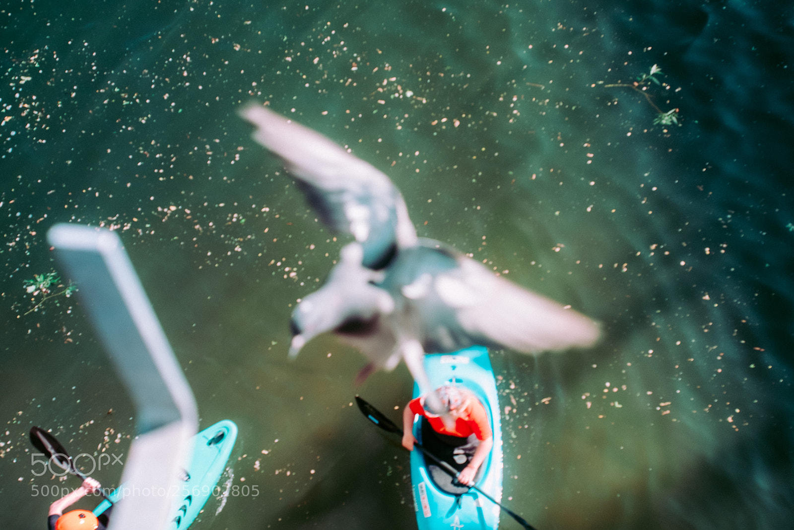 Fujifilm X-Pro2 sample photo. Fly like an eagle photography