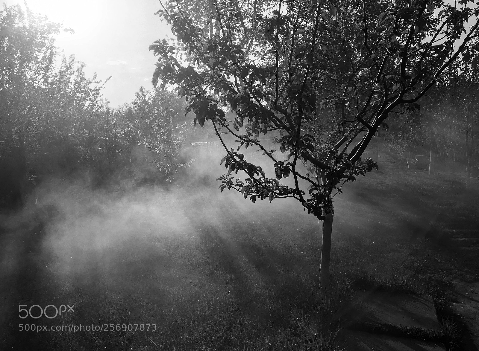 Apple iPhone SE sample photo. Morning fog photography