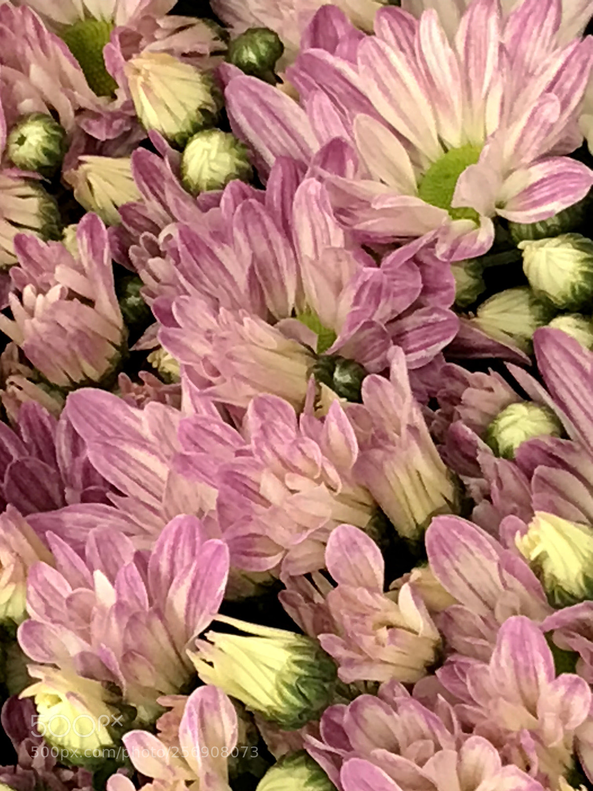 Apple iPhone 7 Plus sample photo. Monday photography