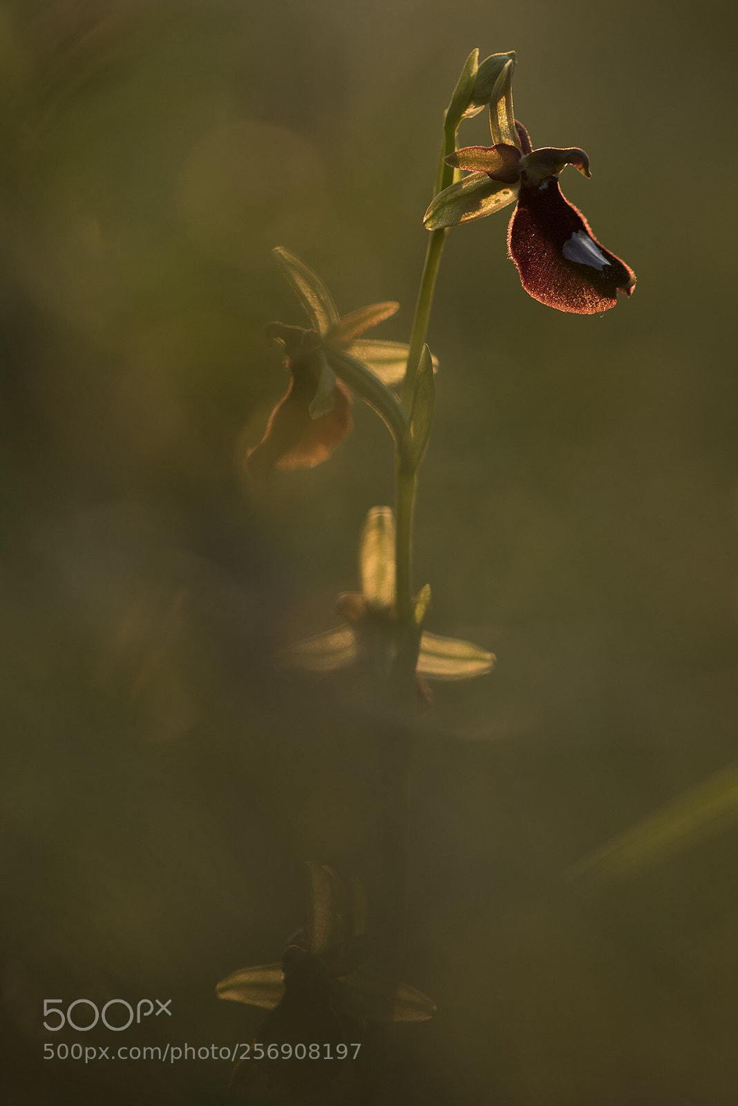 Nikon D810 sample photo. Ophrys sphegodes photography