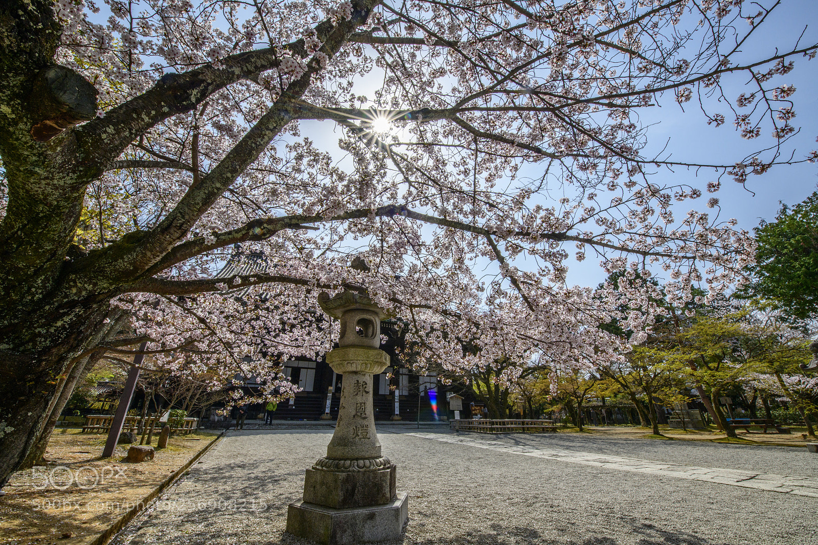 Nikon D850 sample photo. Sakura kyoto photography