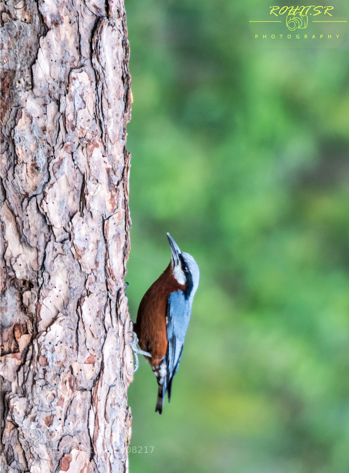 Nikon D3200 sample photo. Chestnut bellied nuthatch photography