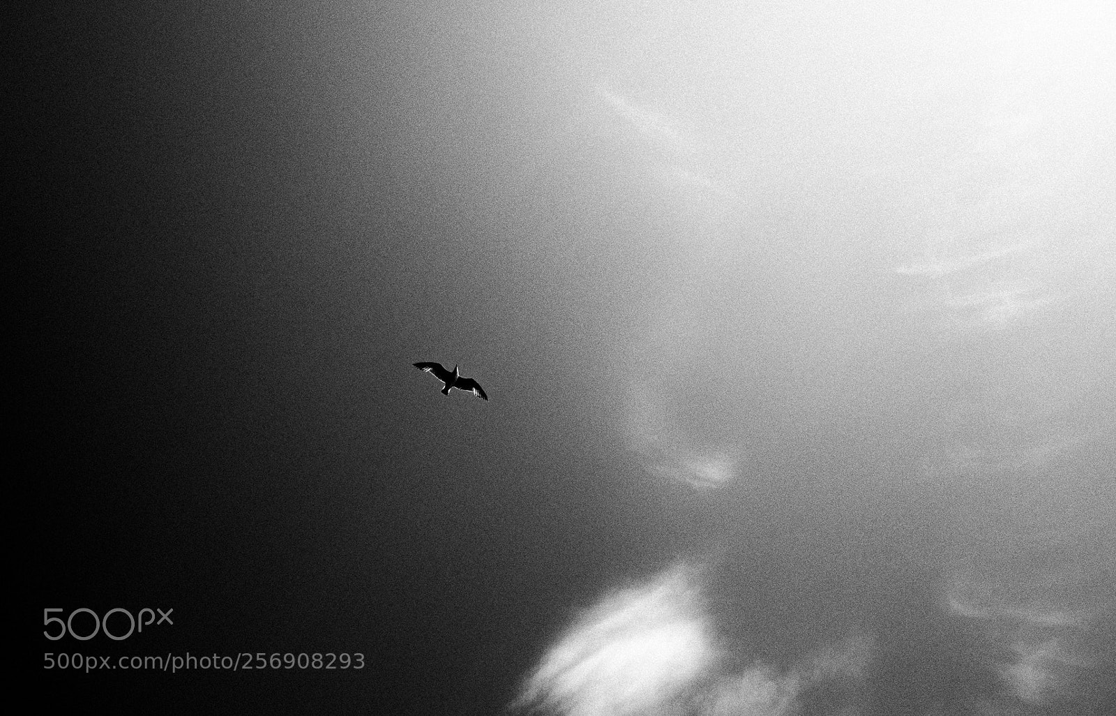 Olympus PEN-F sample photo. Fly to the light photography