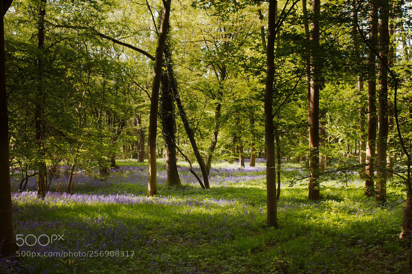 Canon EOS 5D Mark II sample photo. Bluebell woods photography
