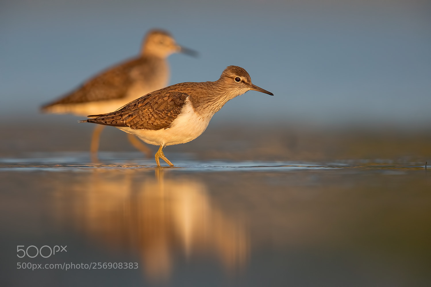 Canon EOS 5D Mark IV sample photo. Common sandpiper dawn photography