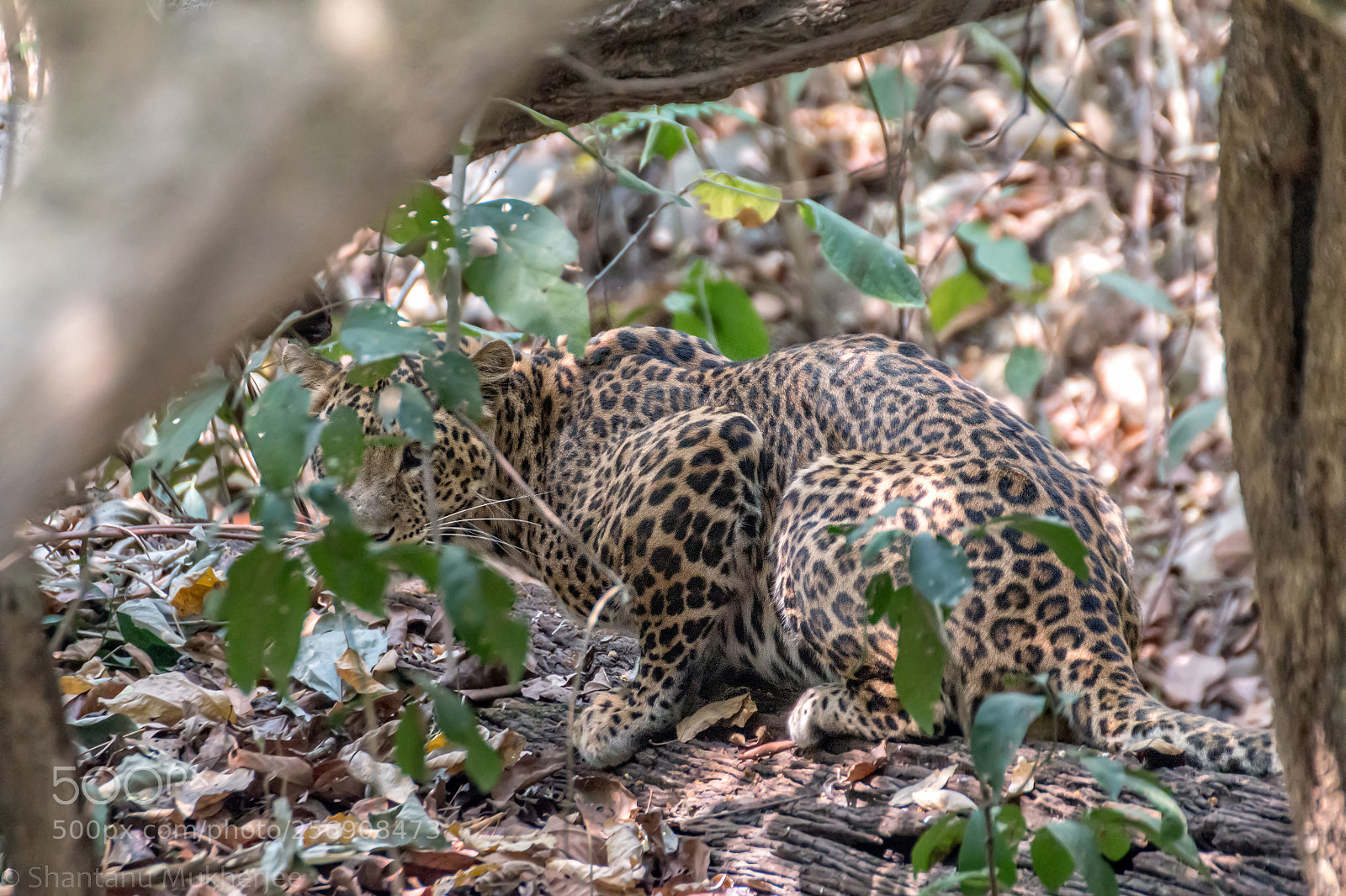 Canon EOS 70D sample photo. Panthera pardus photography