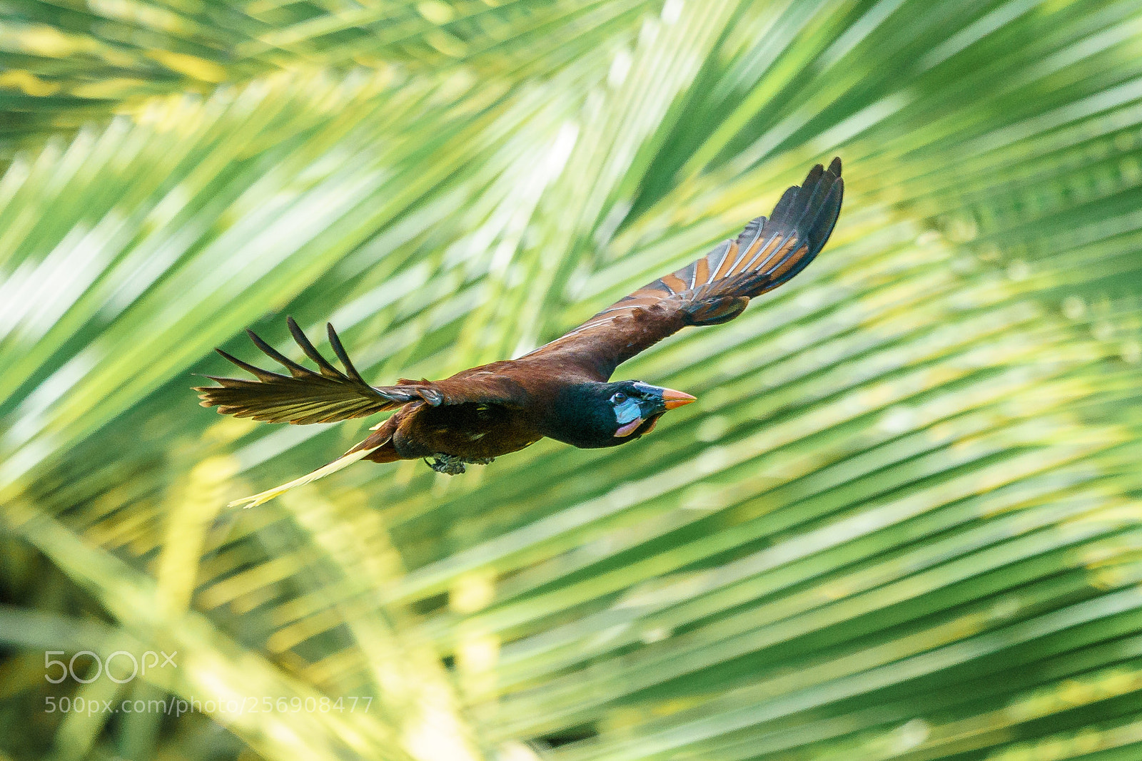 Sony a9 sample photo. Motezuma oropendola photography