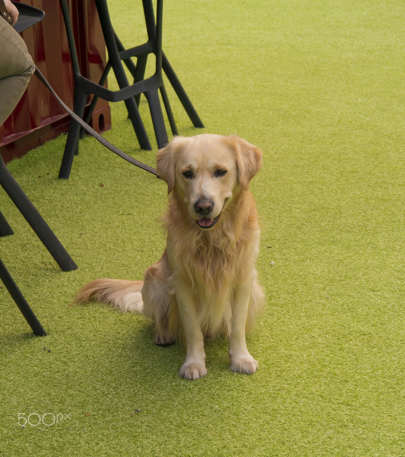 Panasonic Lumix DMC-G5 sample photo. Inmediate dog crush photography