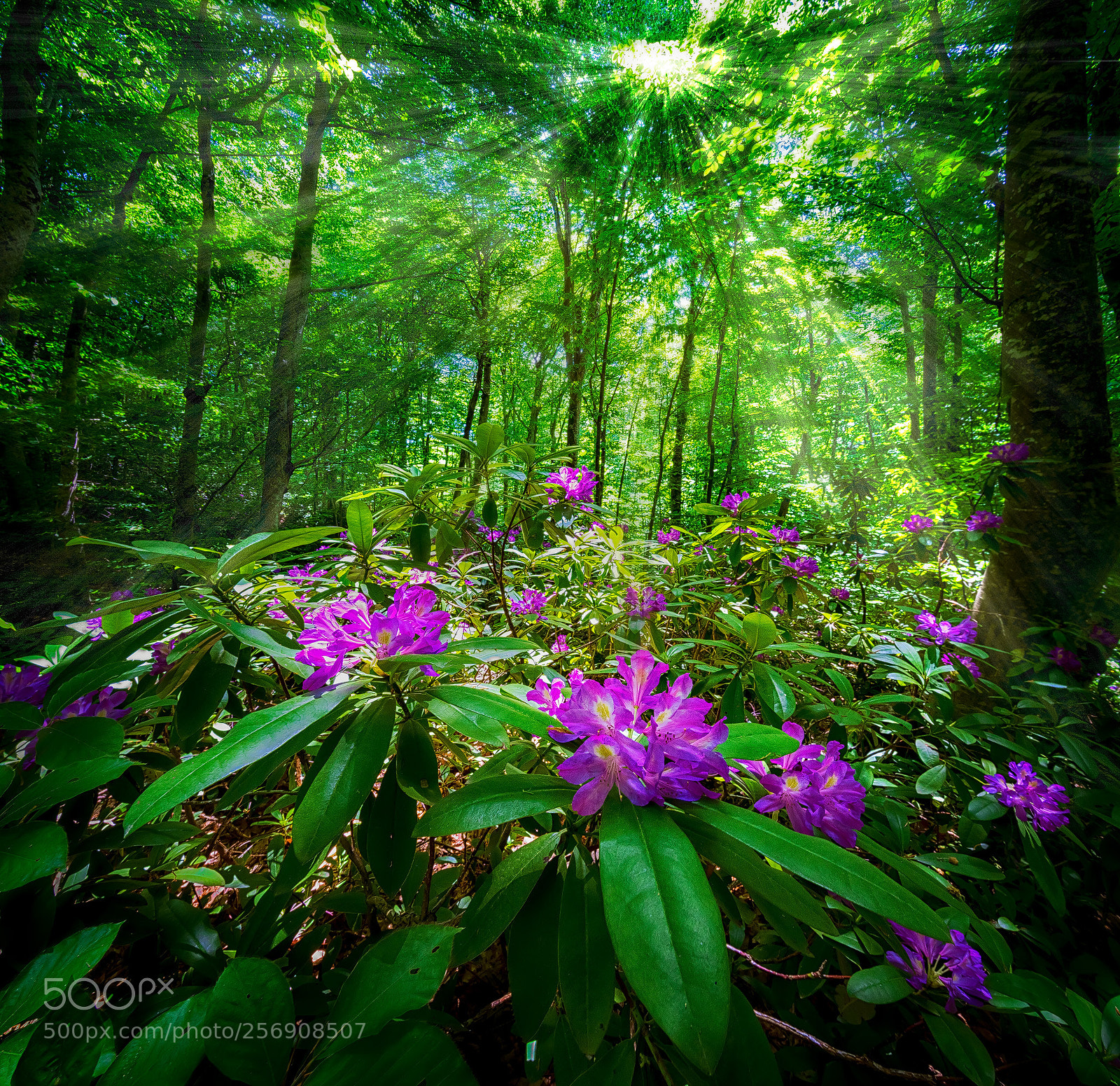 Nikon D750 sample photo. Rhododendron ponticum forest under photography
