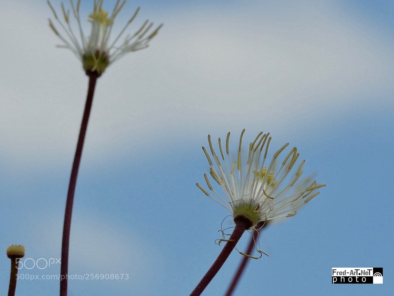 Panasonic DMC-G70 sample photo. Regard ves le ciel photography