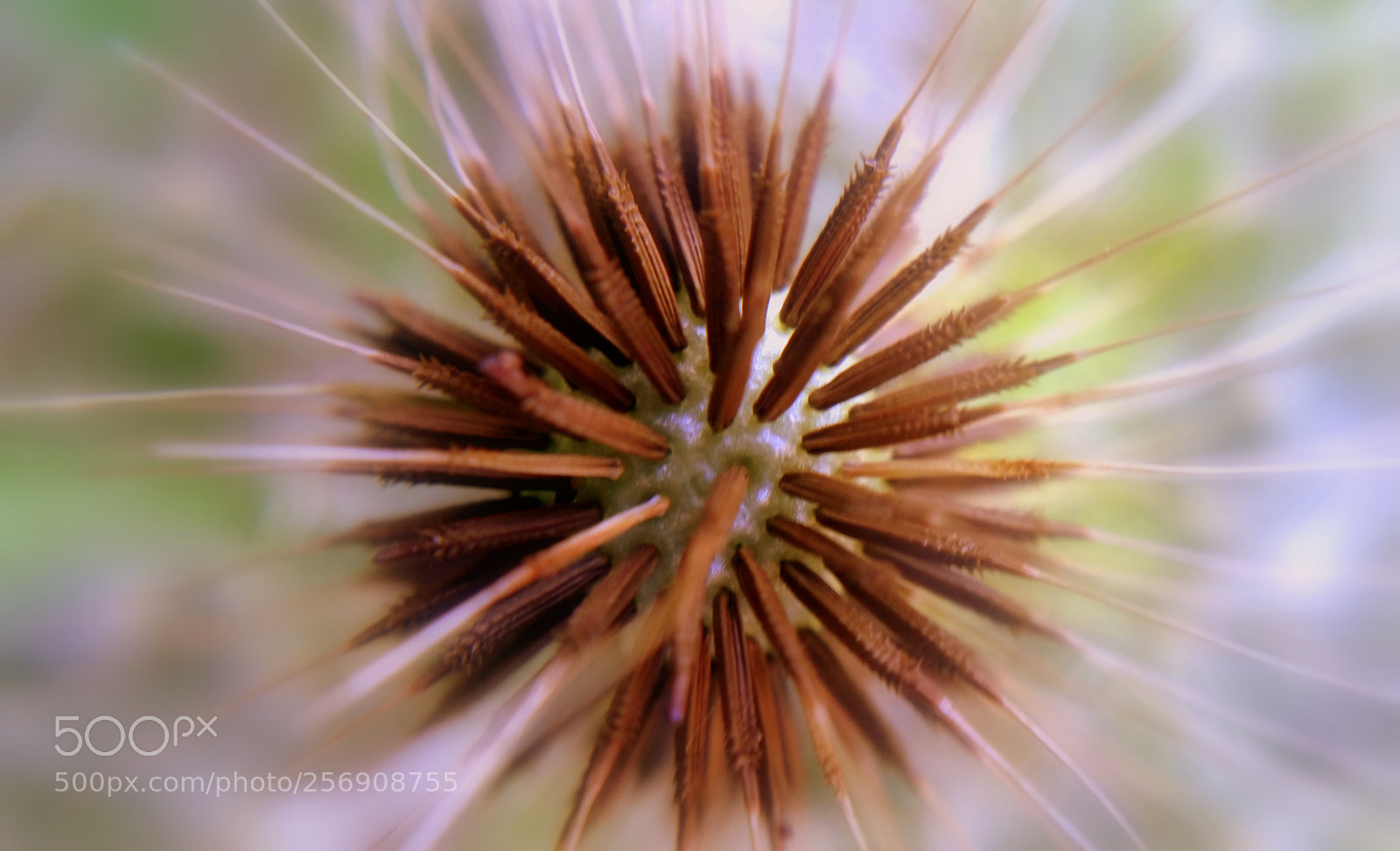 Samsung Galaxy Note4 sample photo. Dandelion globe photography