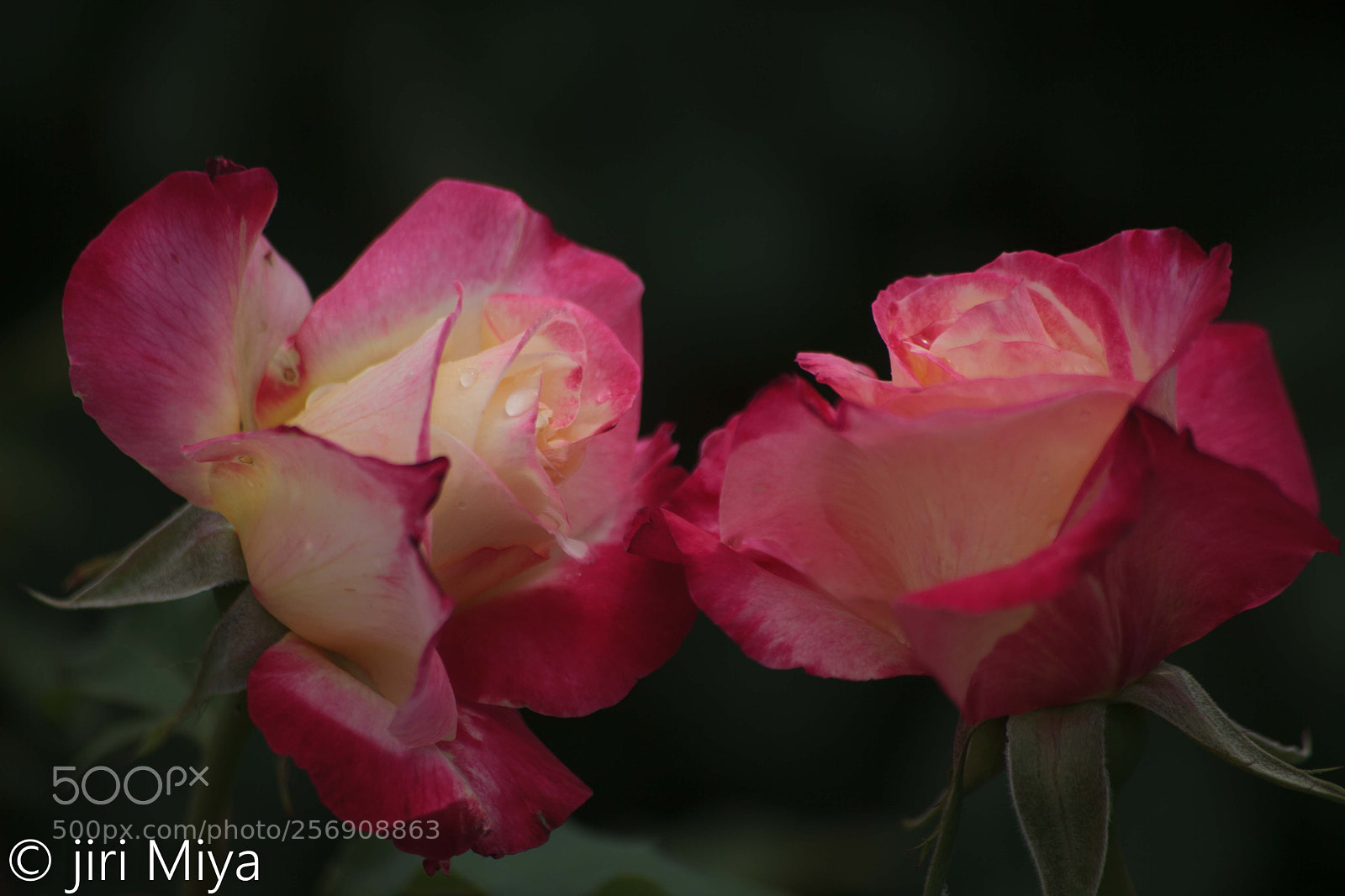 Canon EOS 5D Mark II sample photo. After the rain photography