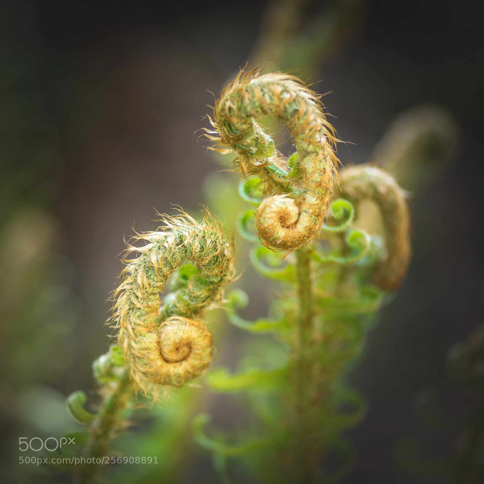 Nikon D750 sample photo. New fern shoots photography