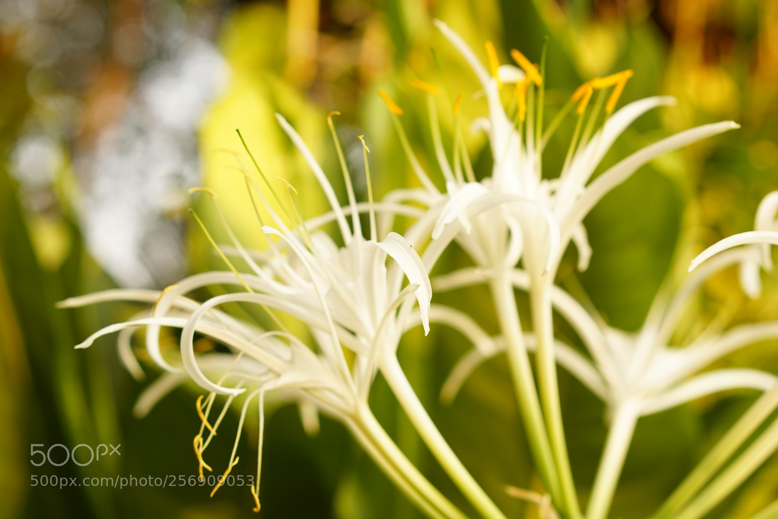 Sony a6000 sample photo. Dsc photography